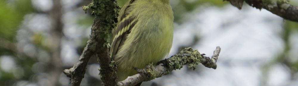 Yellow-bellied Flycatcher