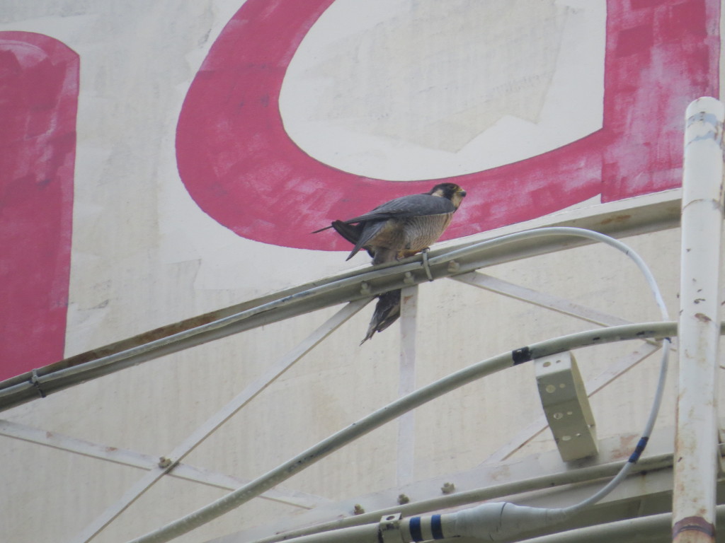 Peregrine Falcon