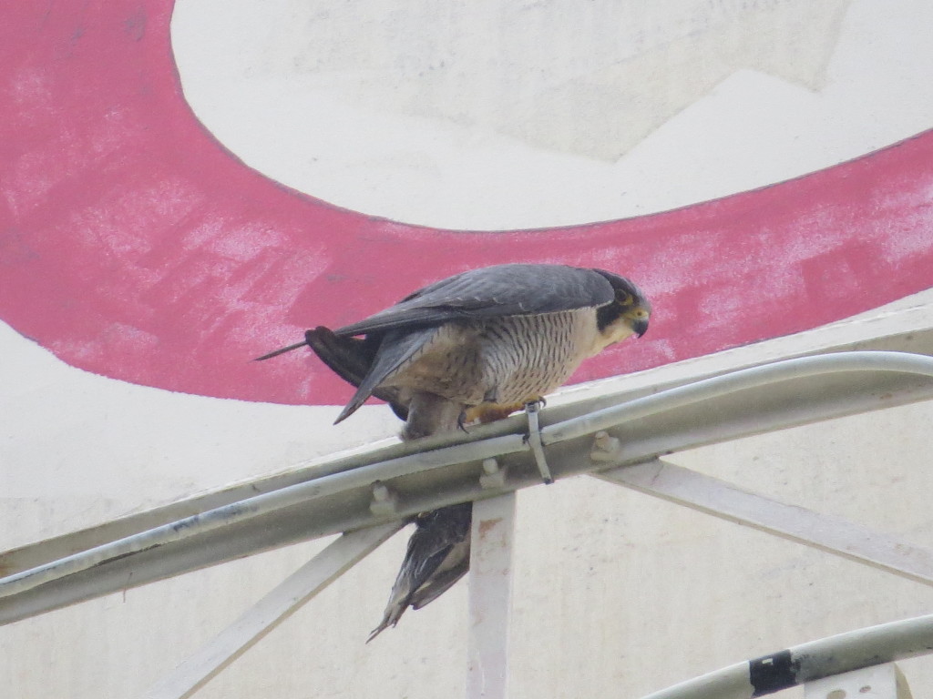 Peregrine Falcon