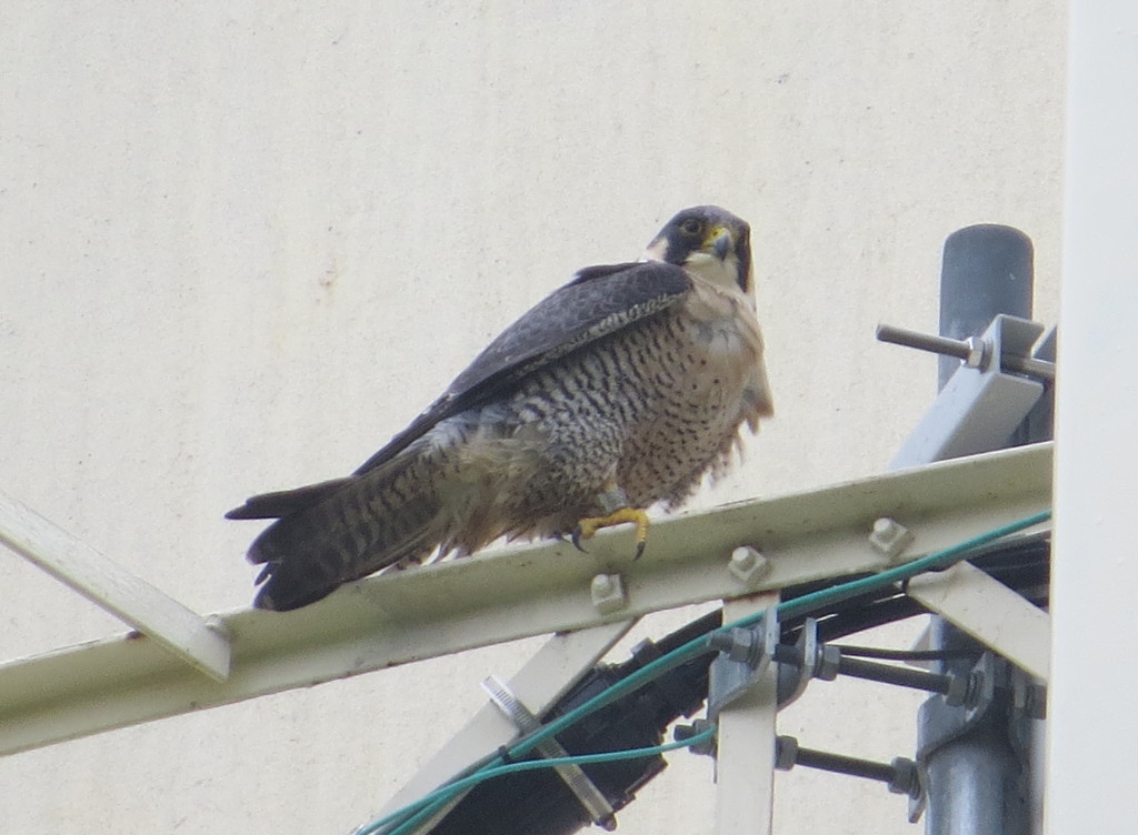 Peregrine Falcon