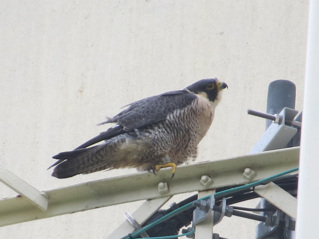 Peregrine Falcon