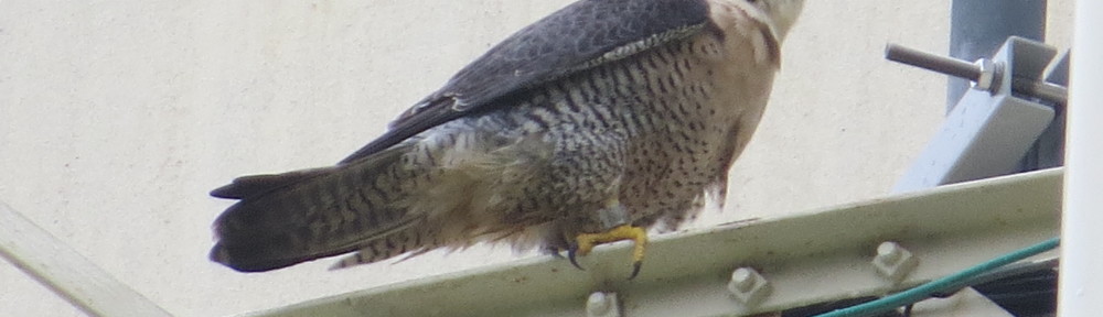 Peregrine Falcon