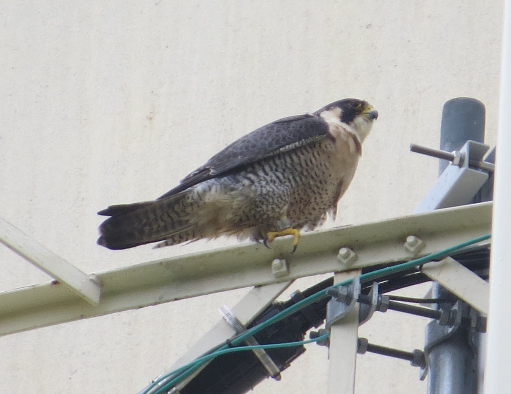 Peregrine Falcon