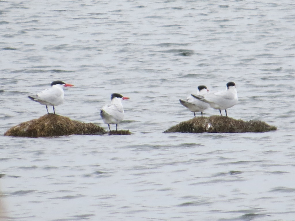 Caspian Terns