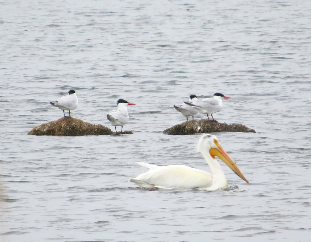 Caspian Terns American White Pelican