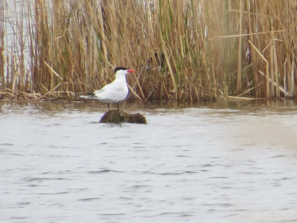 Caspian Tern 