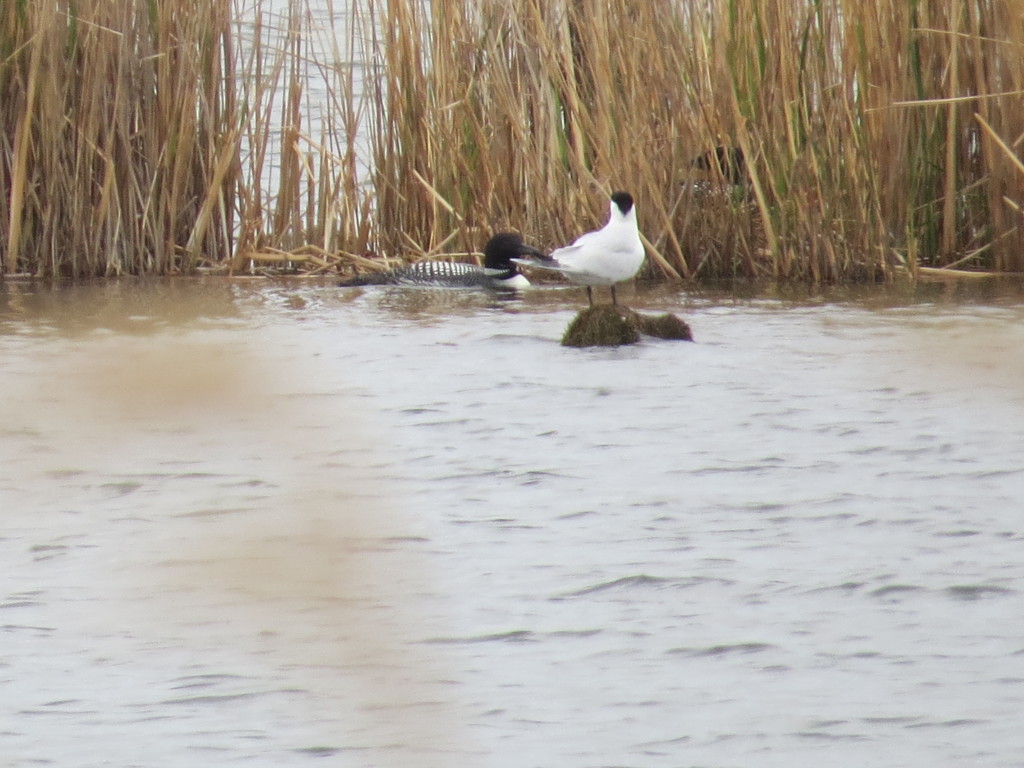 Caspian Tern