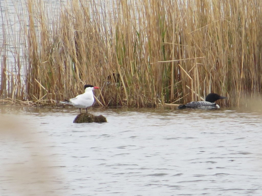 Caspian Tern Common Loon