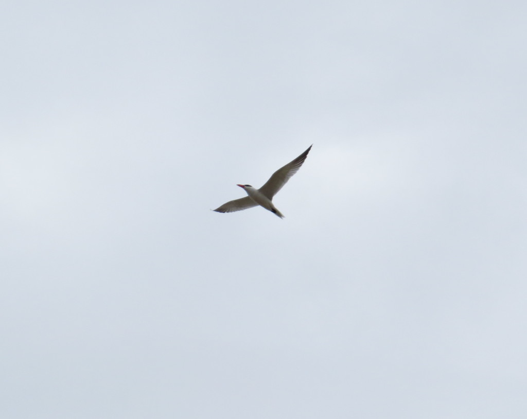 Caspian Tern