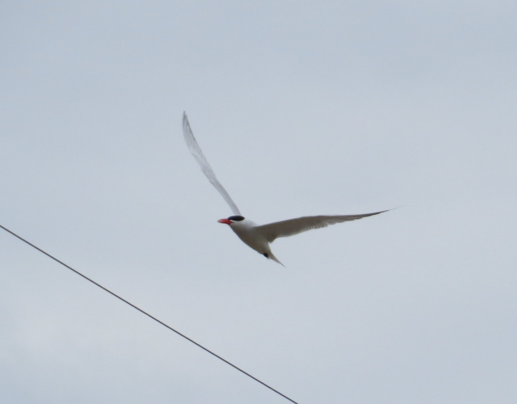 Caspian Tern