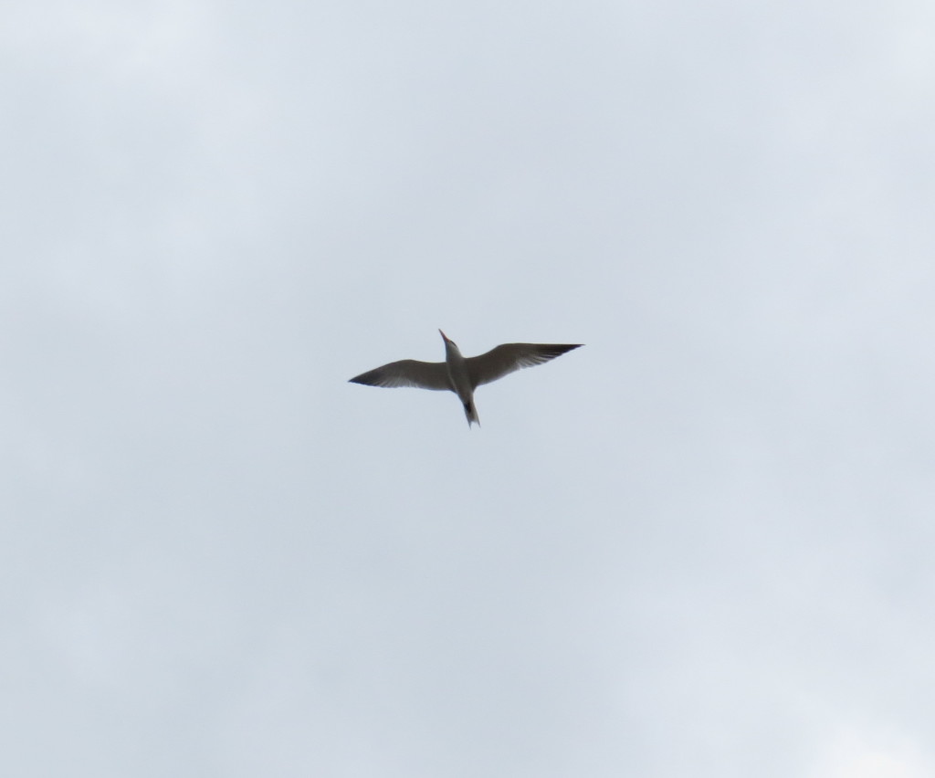 Caspian Tern