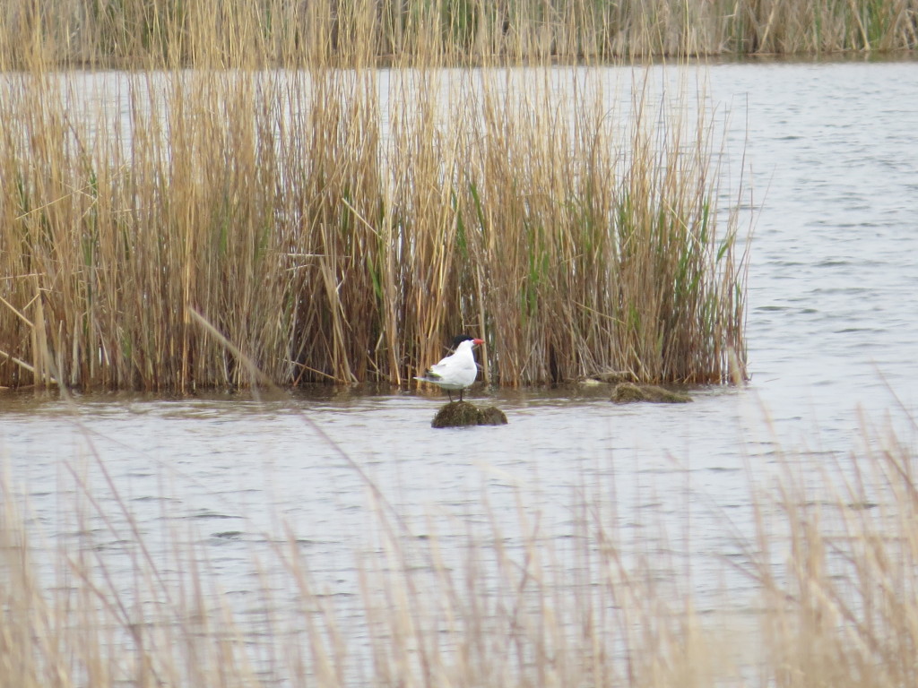 Caspian Tern