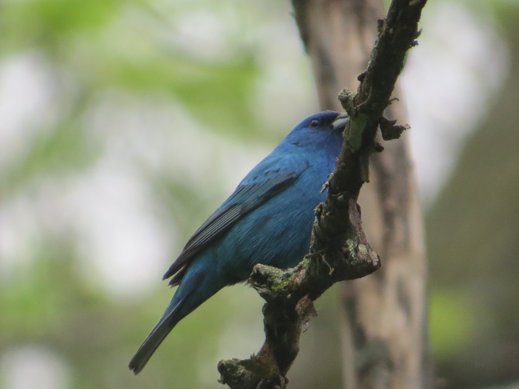 Indigo Bunting