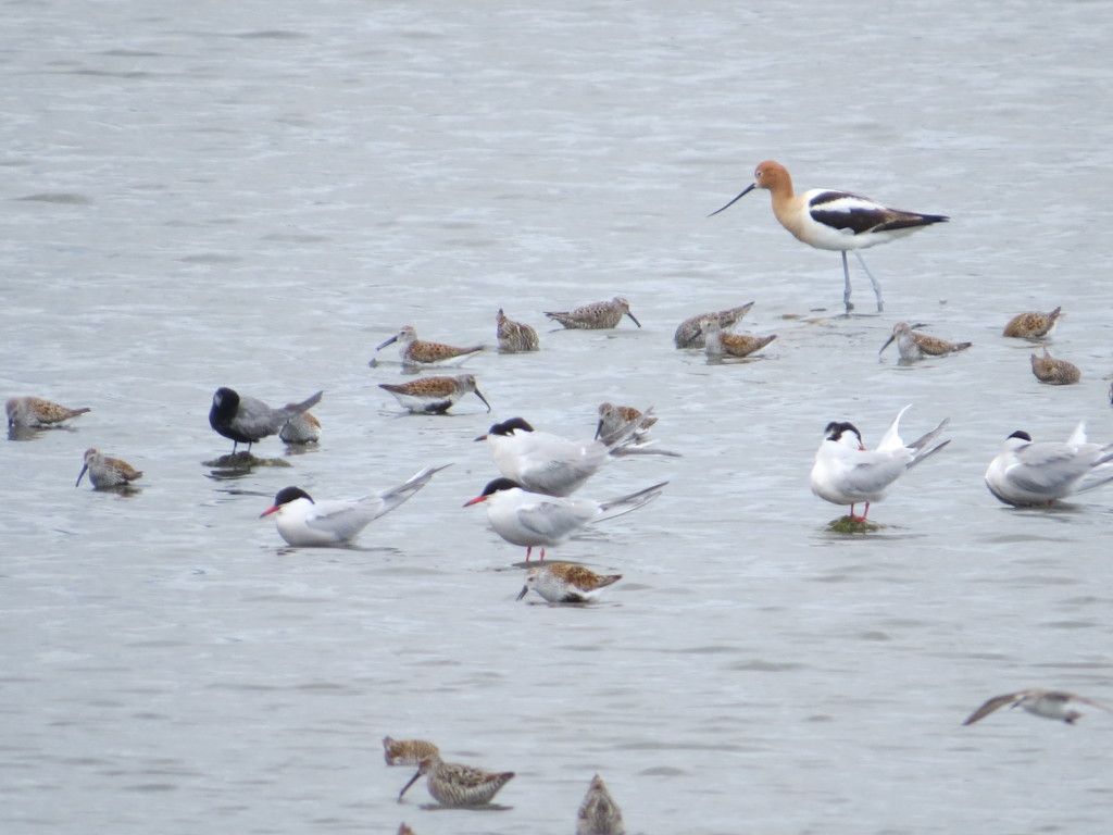 Common Terns