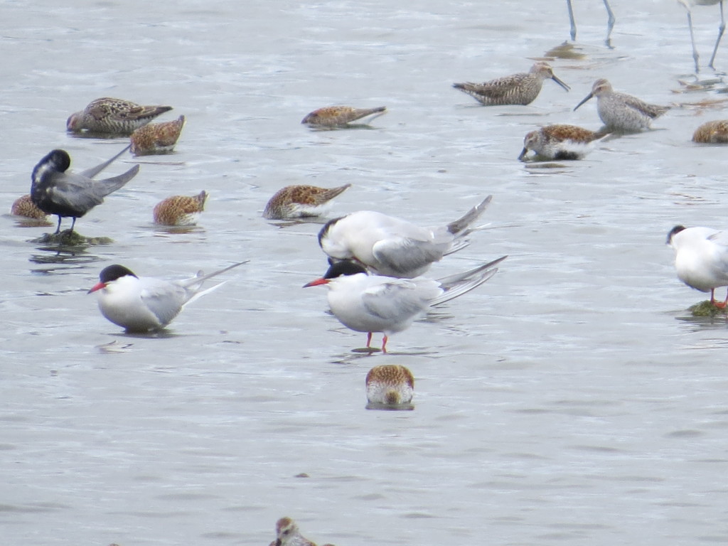 Common Terns