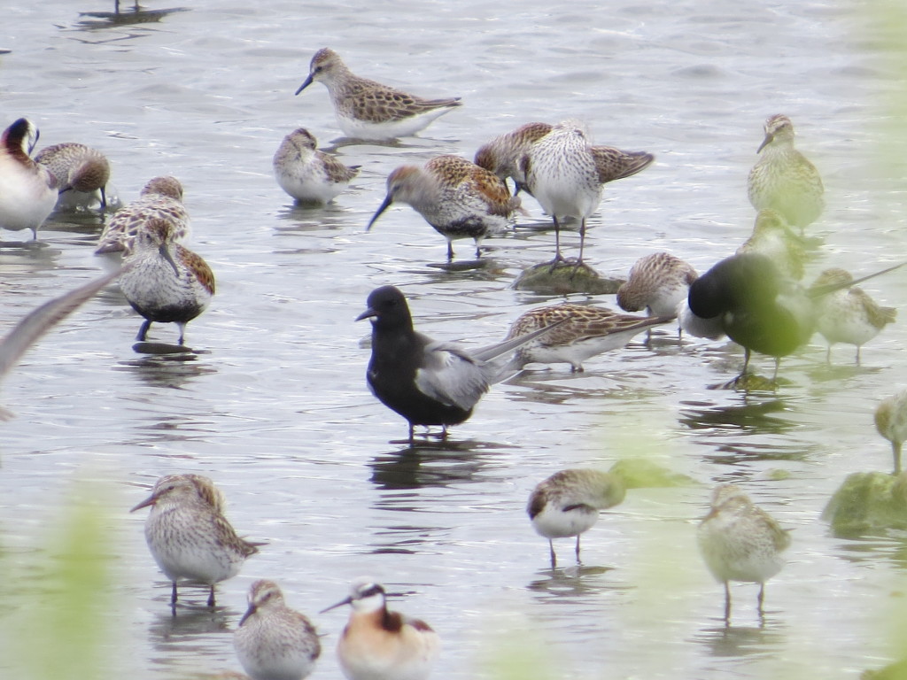 Black Tern