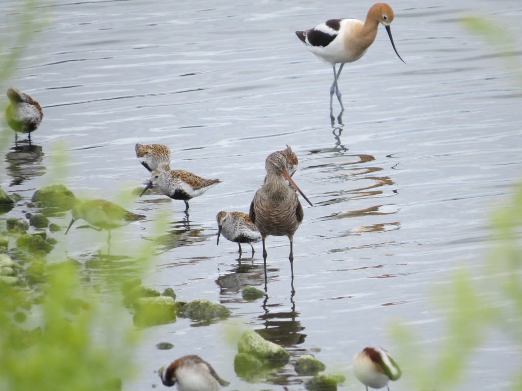 Hudsonian Godwit