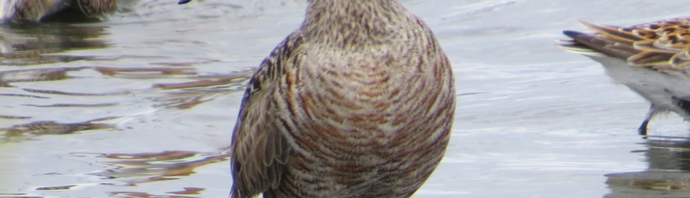 Hudsonian Godwit