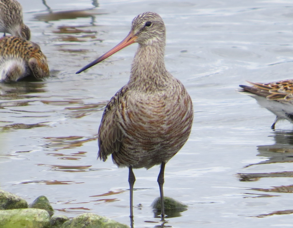 Hudsonian Godwit