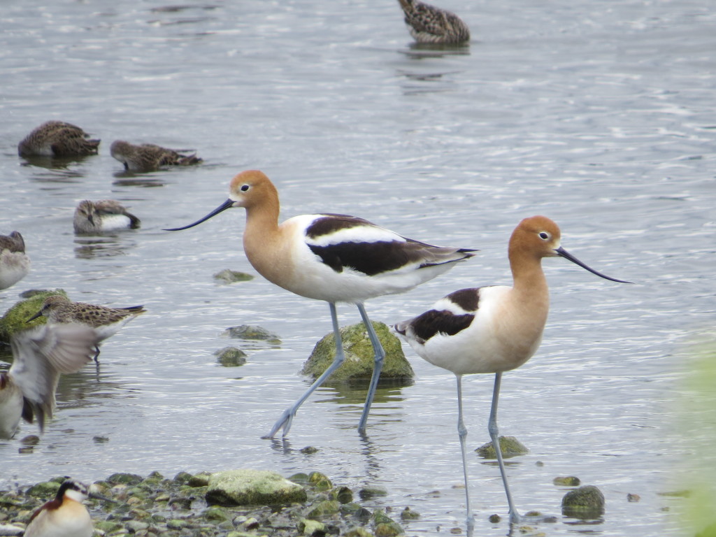 American Avocet