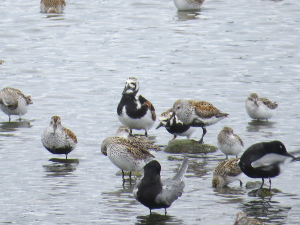 Ruddy Turnstones