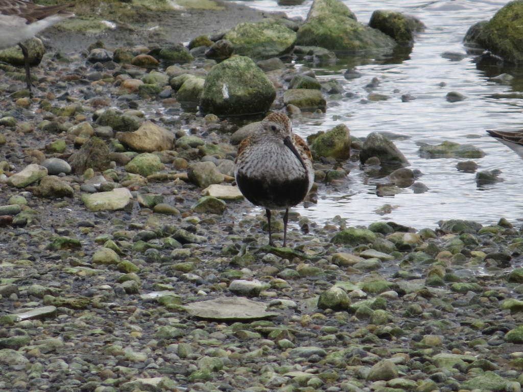 Dunlin