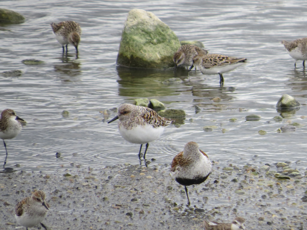 Sanderling