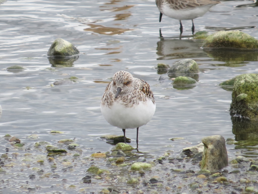 Sanderling