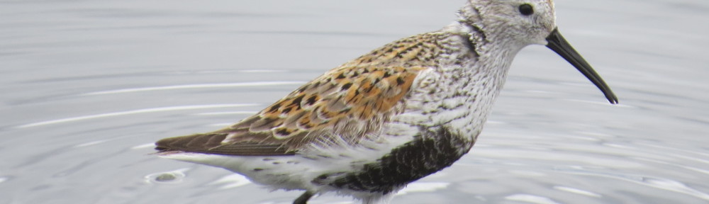 Dunlin