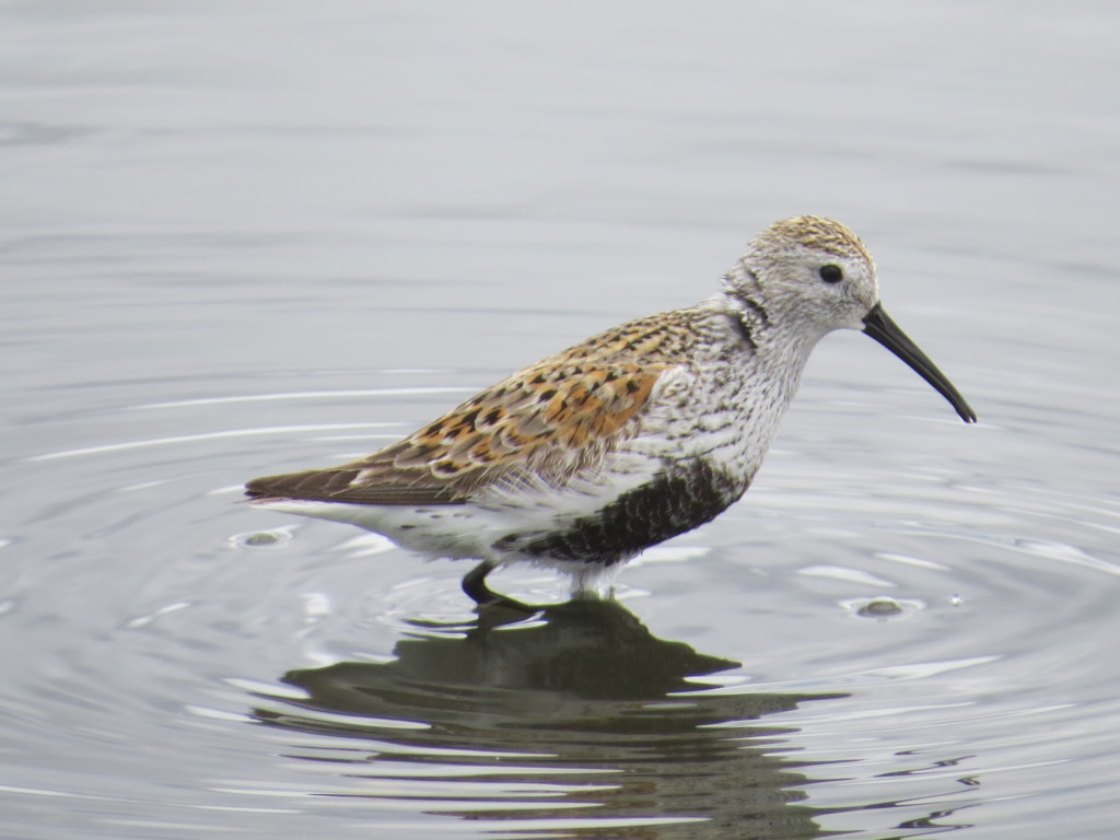 Dunlin