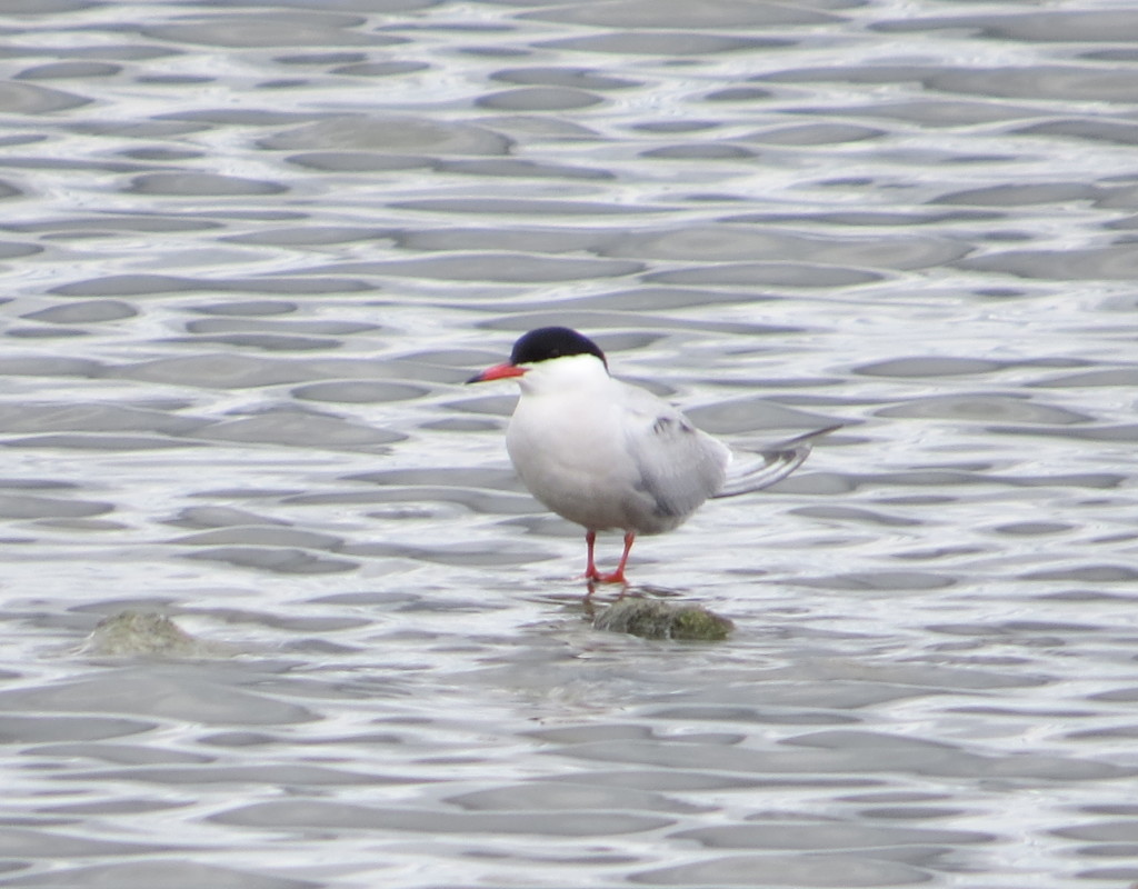 Common Tern