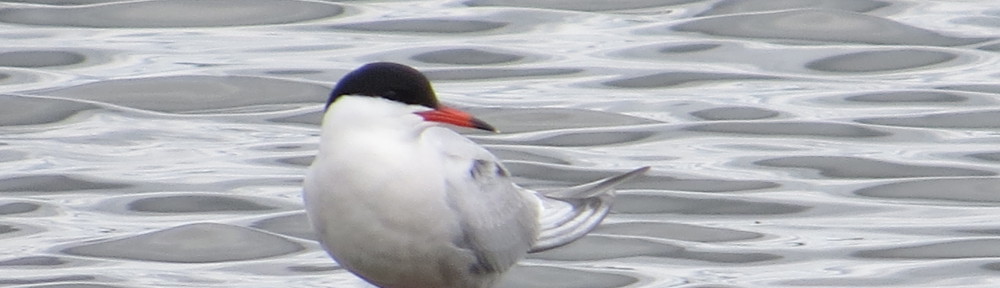 Common Tern