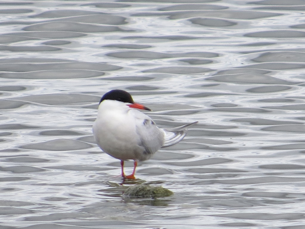 Common Tern