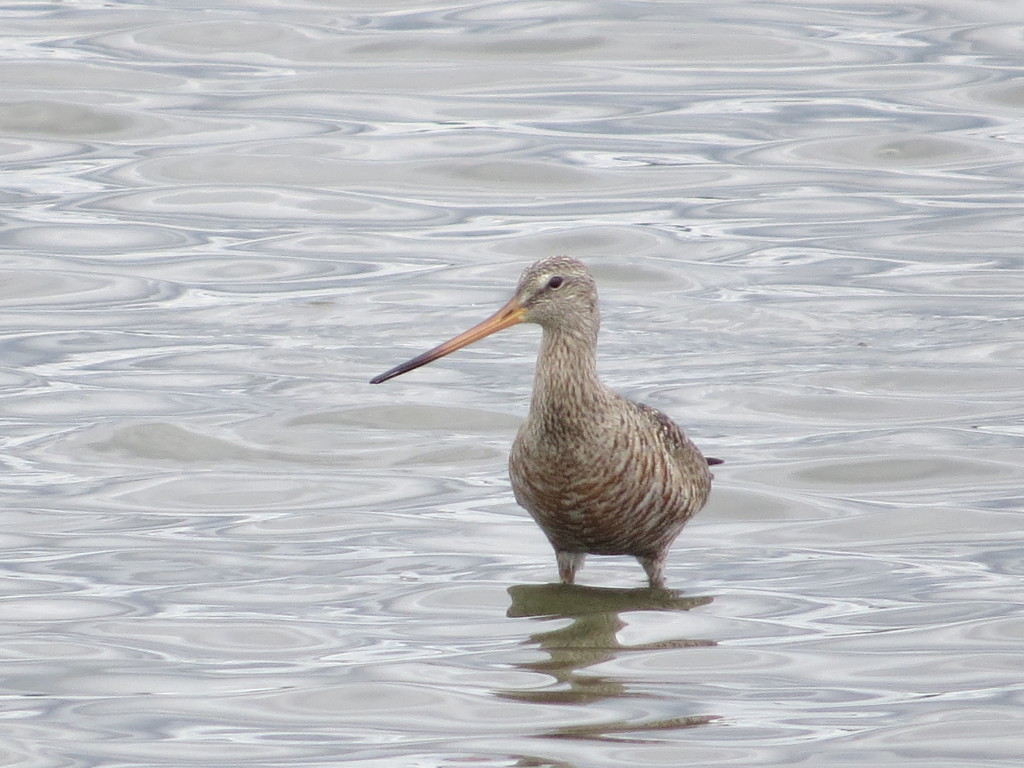 Hudsonian Godwit