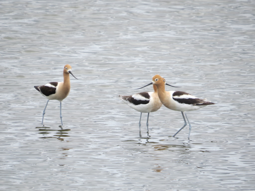 American Avocet