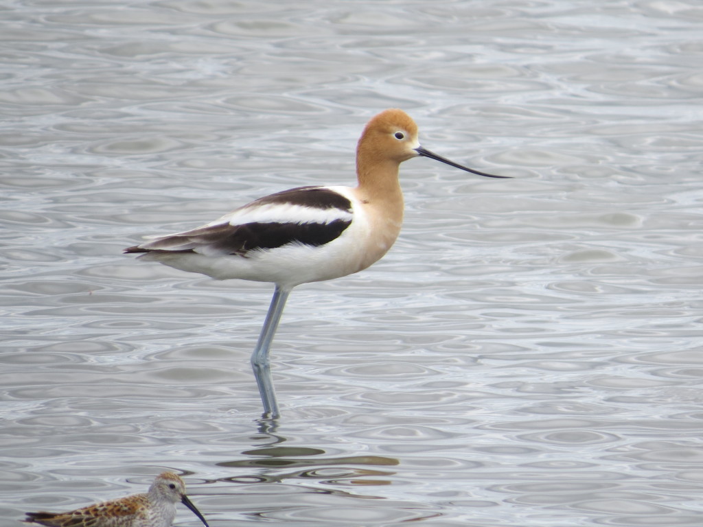 American Avocet