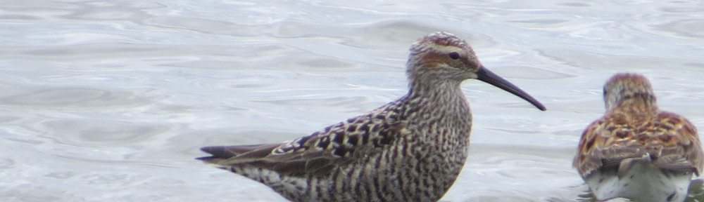 Stilt Sandpiper