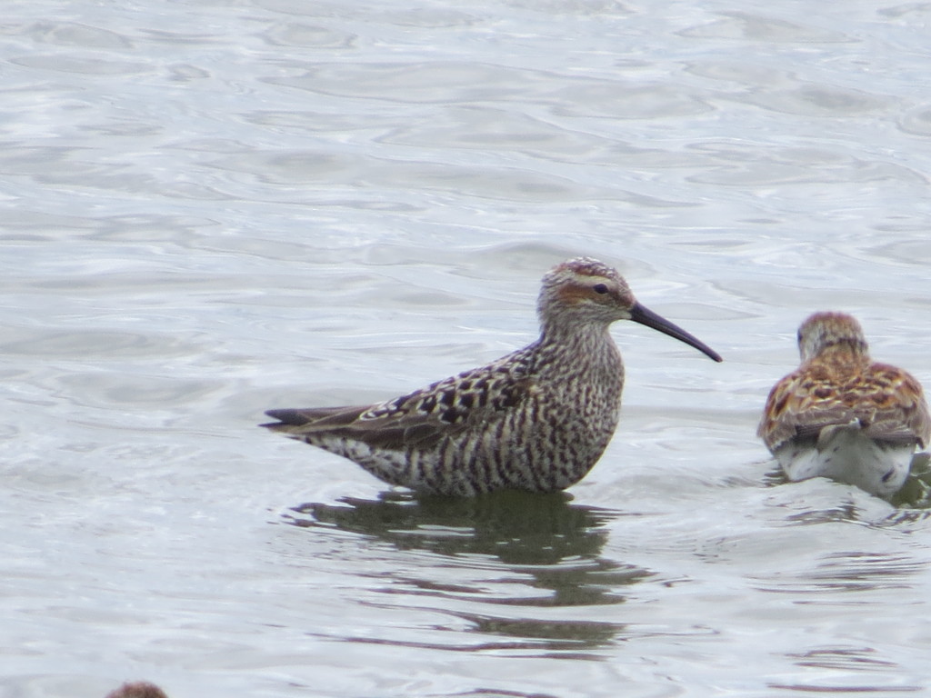 Stilt Sandpiper