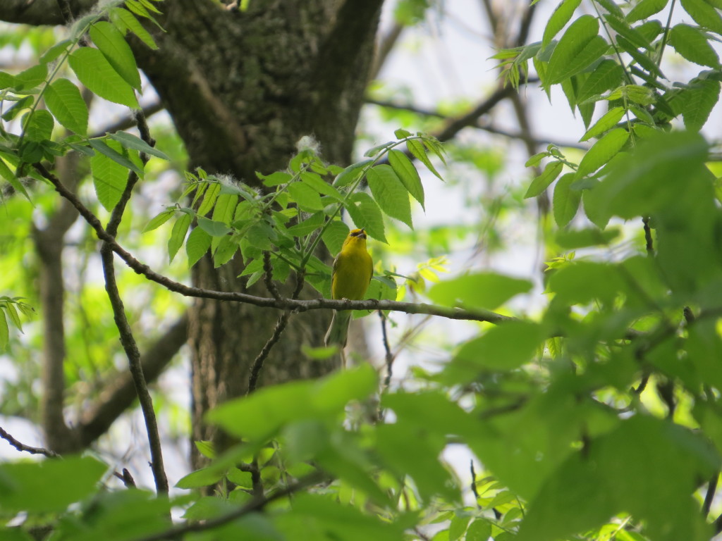 Blue-winged Warbler