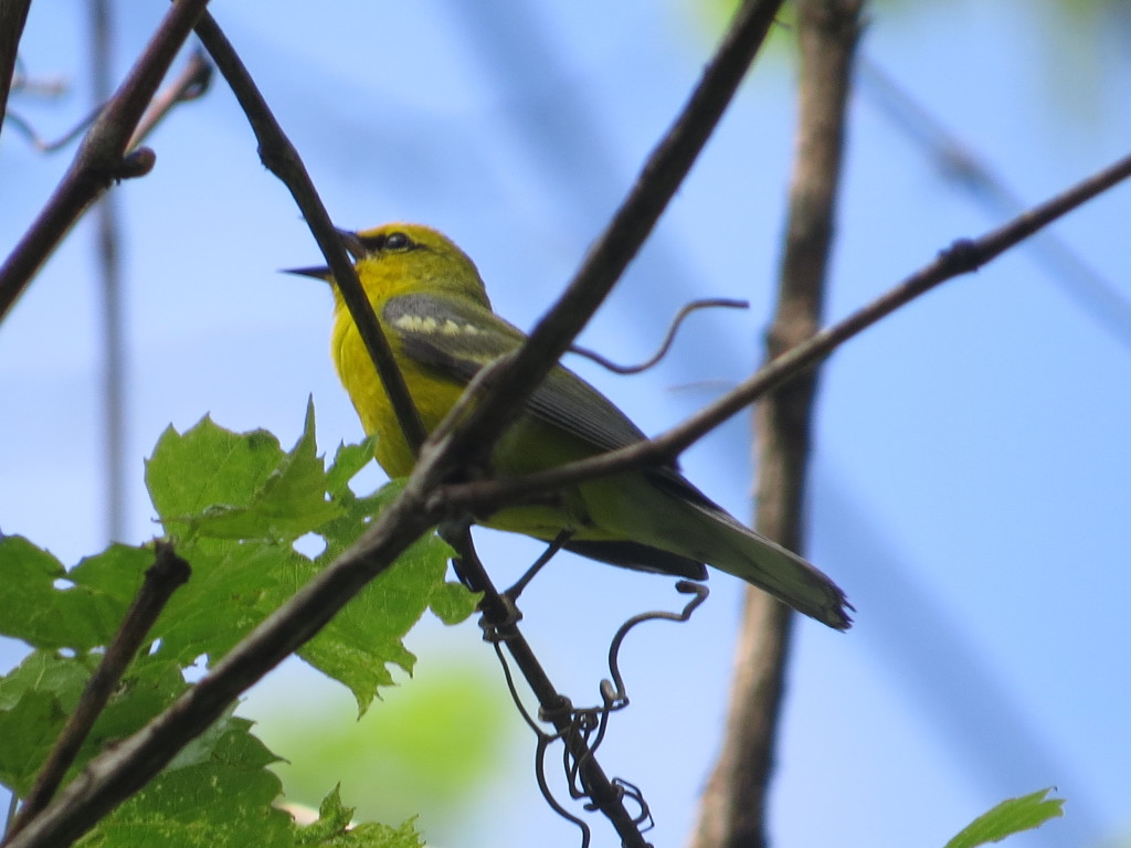 Blue-winged Warbler