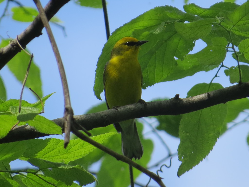 Blue-winged Warbler