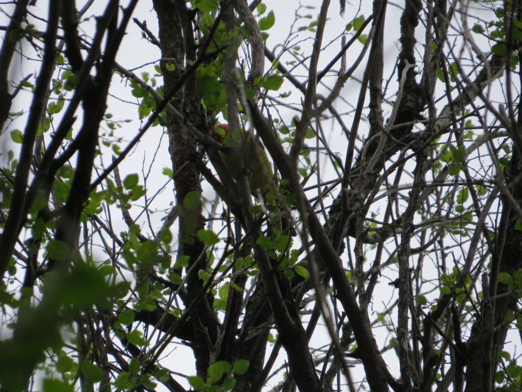 Western Tanager