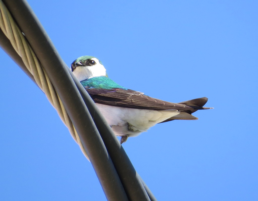 Violet-green Swallow