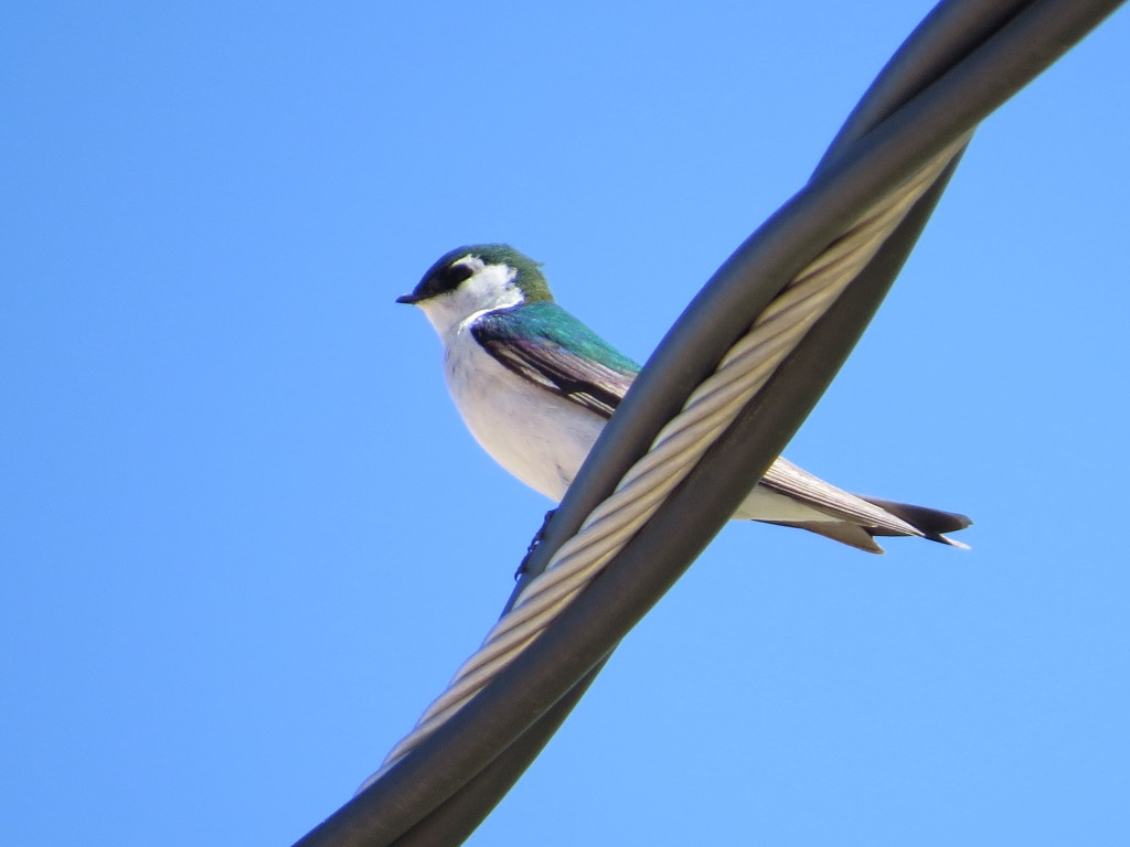 Violet-green Swallow