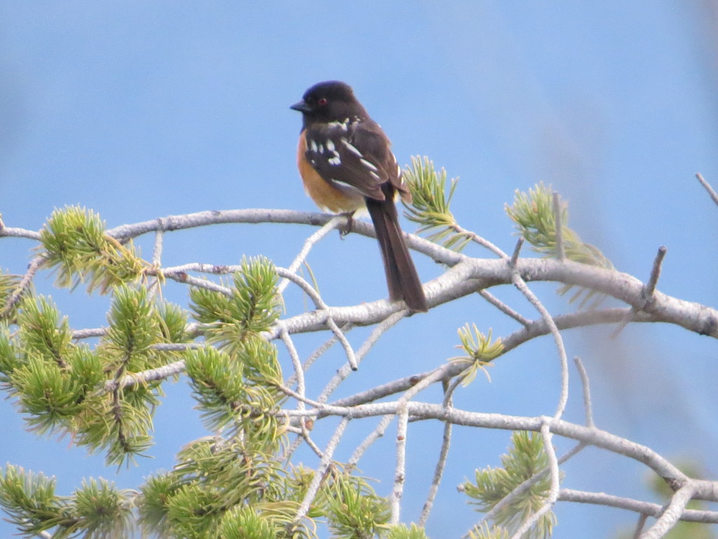 Spotted Towhee