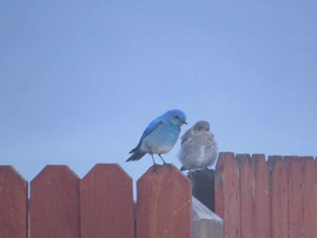 Mountain Bluebird