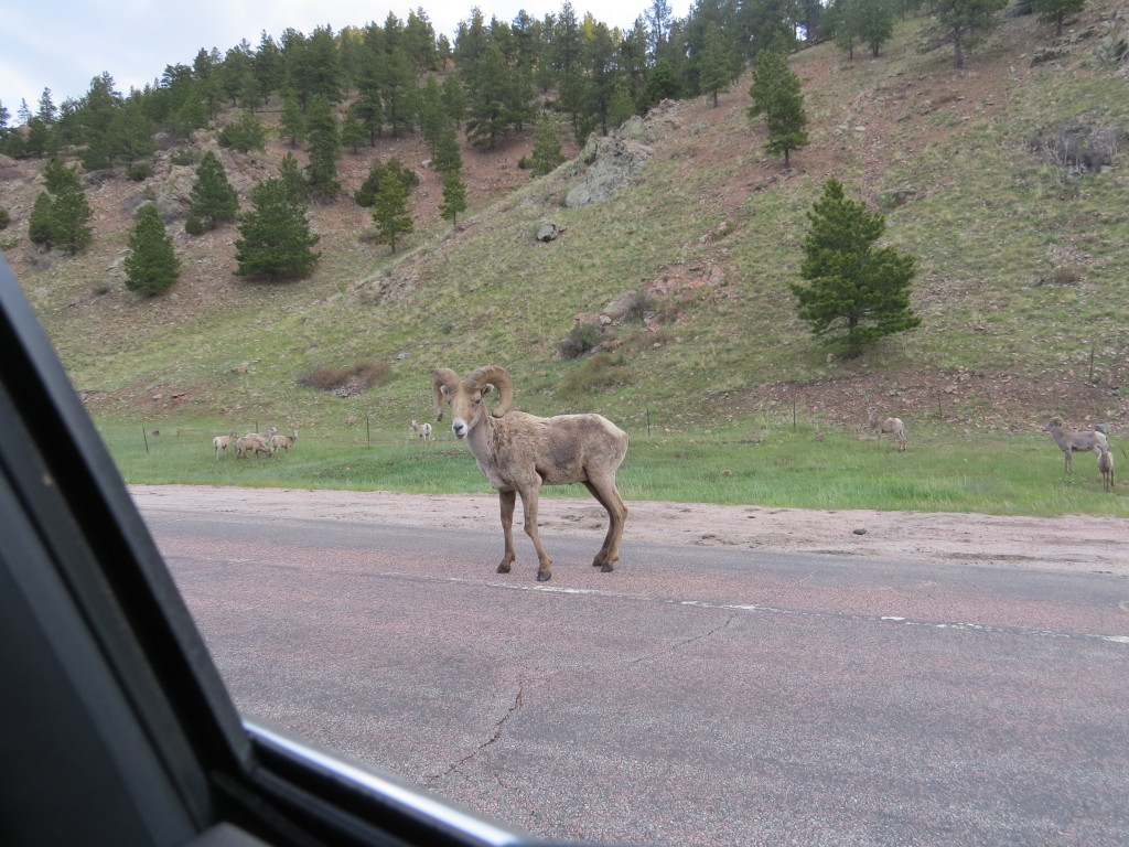 Big Horn Sheep