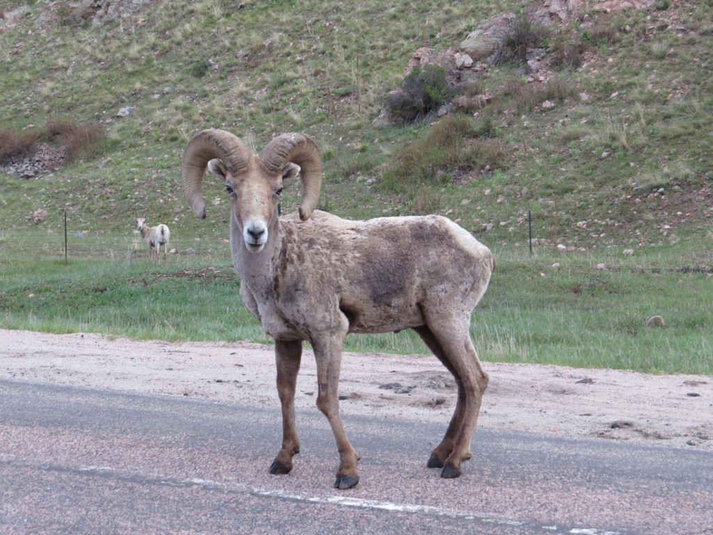 Big Horn Sheep