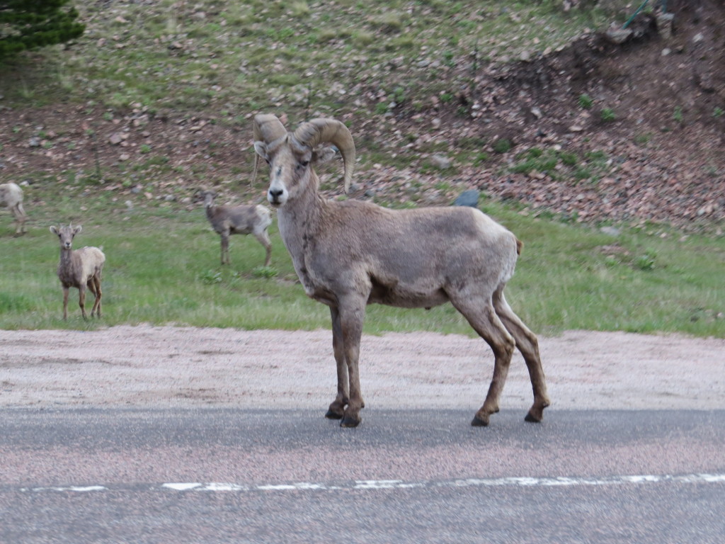 Big Horn Sheep