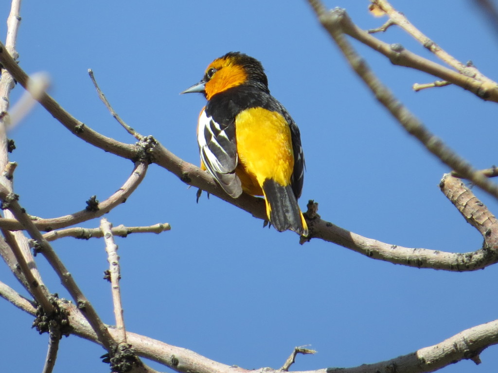 Bullock's Oriole